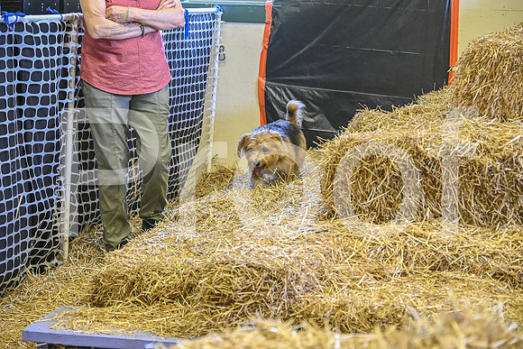 NBP_Barn hunt-332