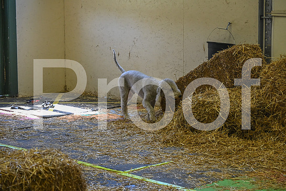 NBP_Barn hunt-283