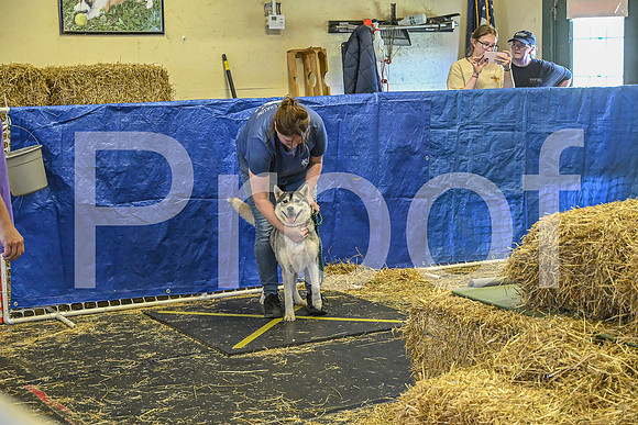 NBP_Barn hunt-216