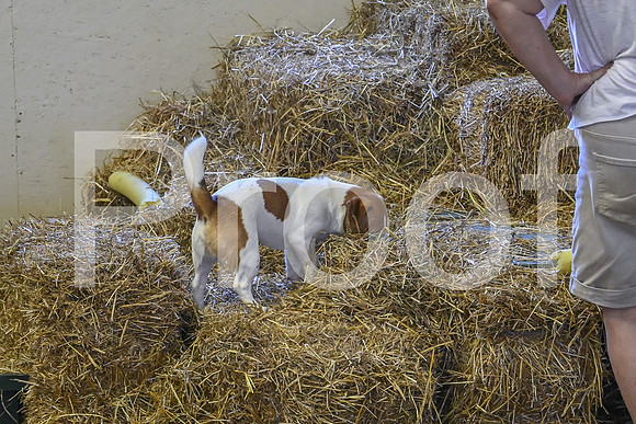 NBP_Barn hunt-168