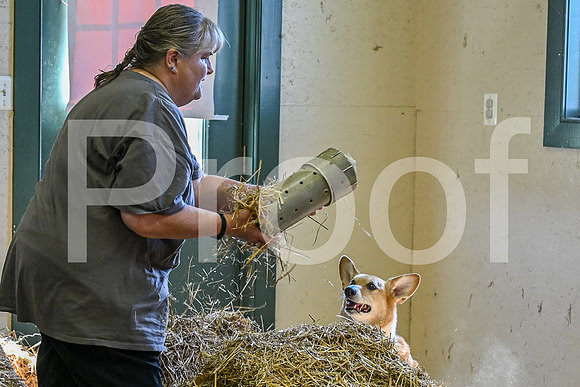 NBP_Barn hunt-69