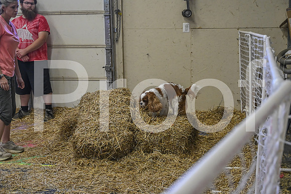 NBP_Barn hunt-388