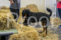NBP_Barn hunt-66