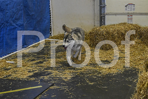NBP_Barn hunt-129
