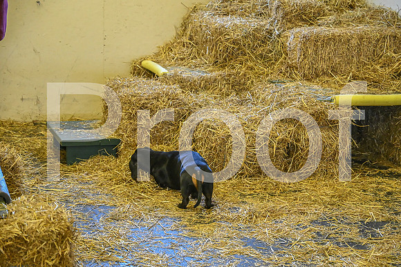 NBP_Barn hunt-178