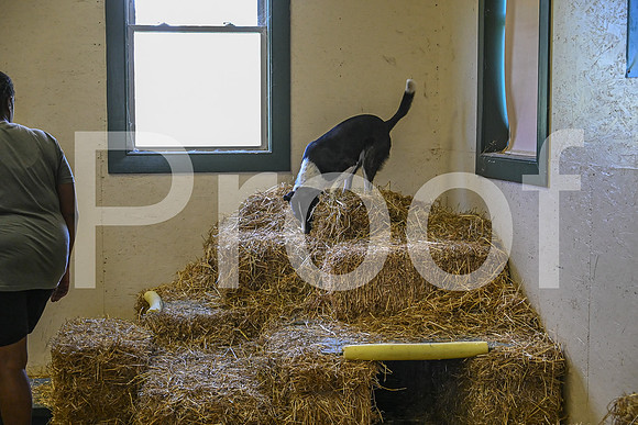 NBP_Barn hunt-208