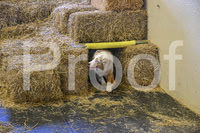 NBP_Barn hunt-407