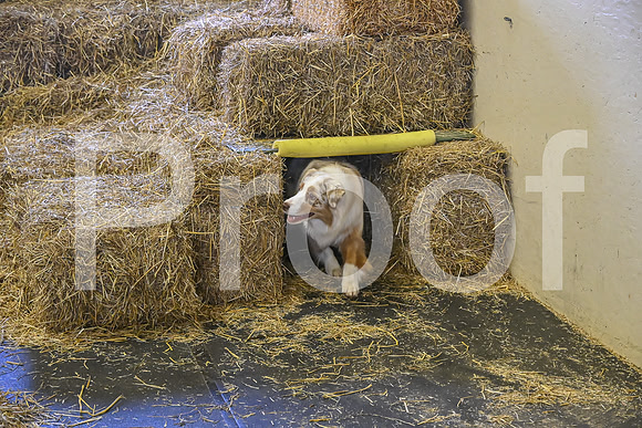 NBP_Barn hunt-407