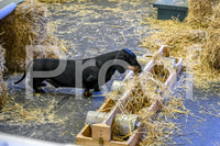 NBP_Barn hunt-16