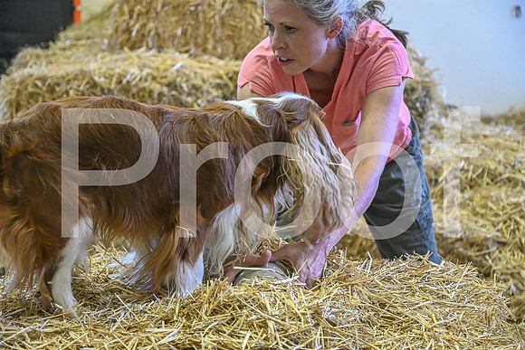 NBP_Barn hunt-346
