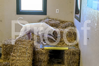 NBP_Barn hunt-48