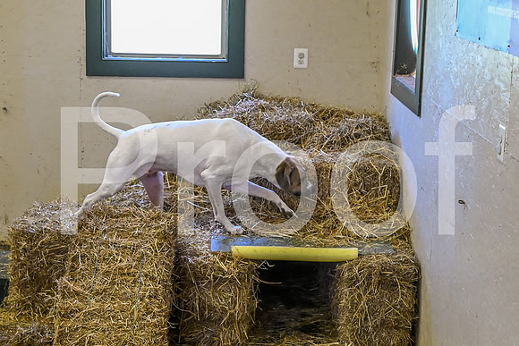 NBP_Barn hunt-48
