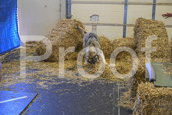 NBP_Barn hunt-225