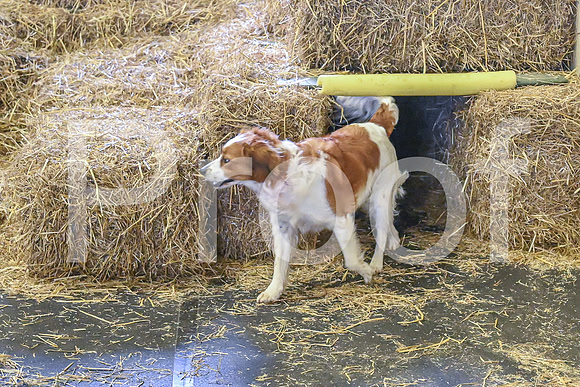 NBP_Barn hunt-441