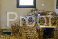 NBP_Barn hunt-74