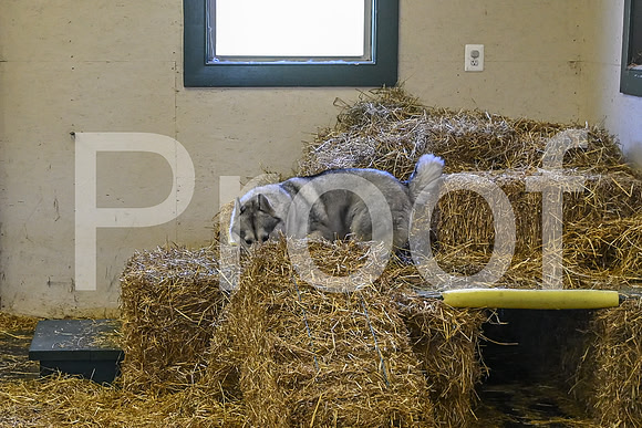 NBP_Barn hunt-74