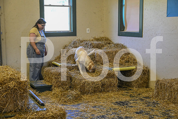 NBP_Barn hunt-194