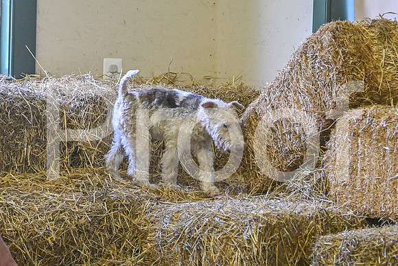NBP_Barn hunt-492