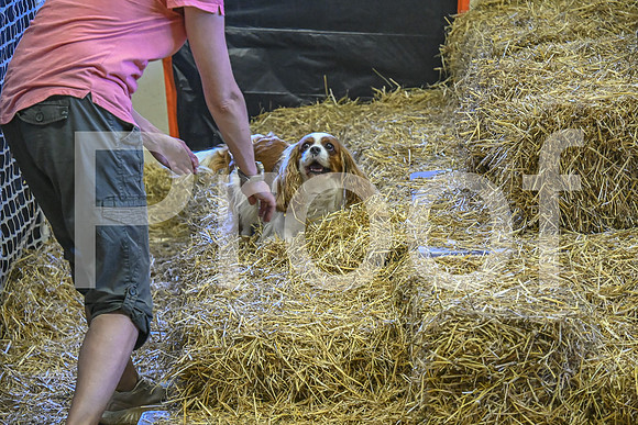 NBP_Barn hunt-387