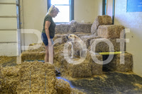 NBP_Barn hunt-402