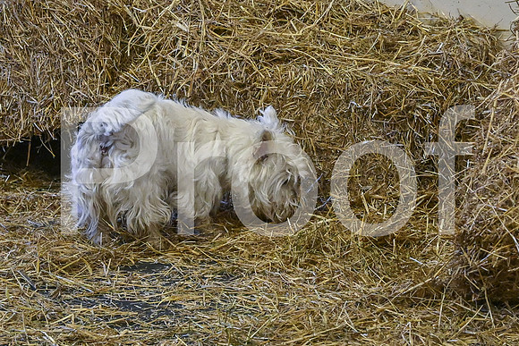NBP_Barn hunt-112