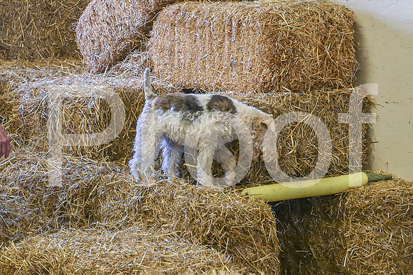 NBP_Barn hunt-487