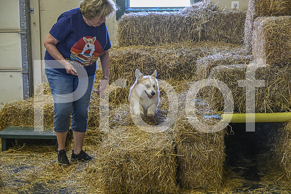 NBP_Barn hunt-428