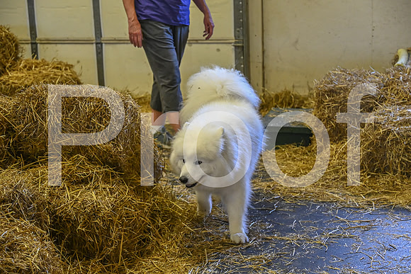 NBP_Barn hunt-266