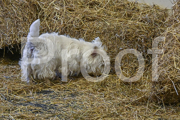NBP_Barn hunt-113
