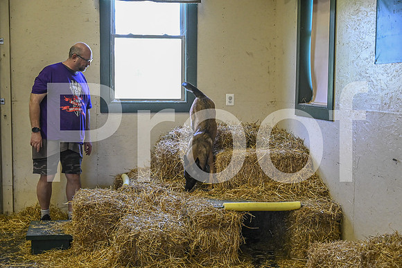 NBP_Barn hunt-308