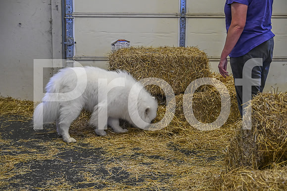 NBP_Barn hunt-273