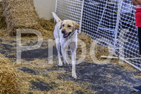 NBP_Barn hunt-62