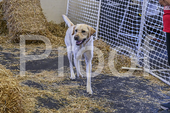 NBP_Barn hunt-62