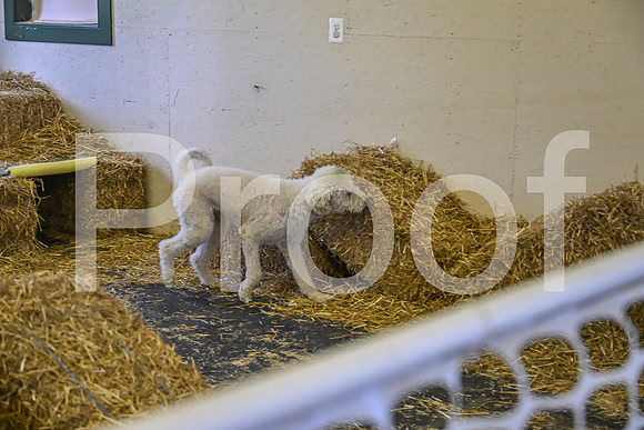 NBP_Barn hunt-277