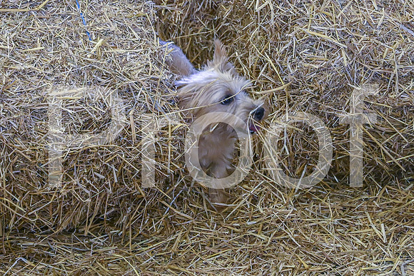 NBP_Barn hunt-451