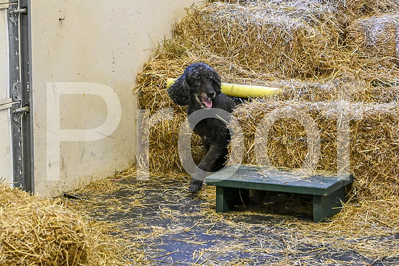 NBP_Barn hunt-89