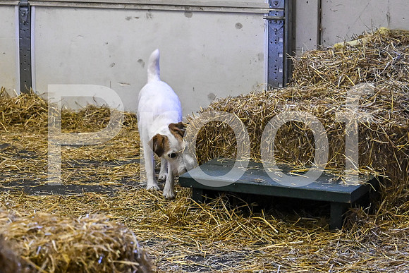 NBP_Barn hunt-476