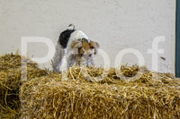 NBP_Barn hunt-13