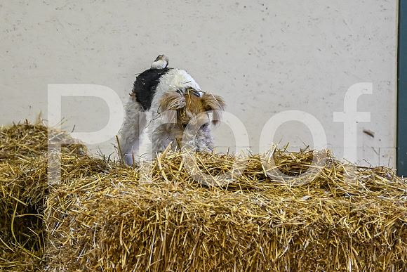 NBP_Barn hunt-13