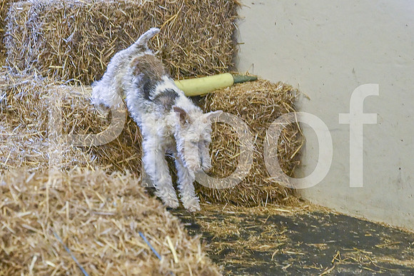 NBP_Barn hunt-490