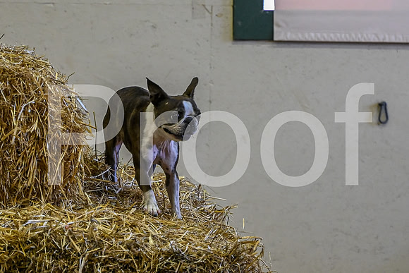 NBP_Barn hunt-86