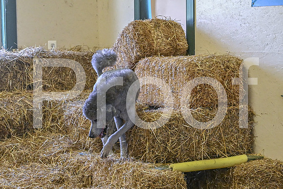 NBP_Barn hunt-462