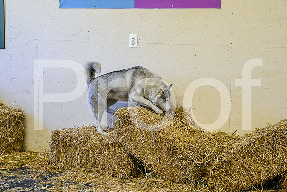NBP_Barn hunt-148