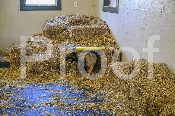 NBP_Barn hunt-305