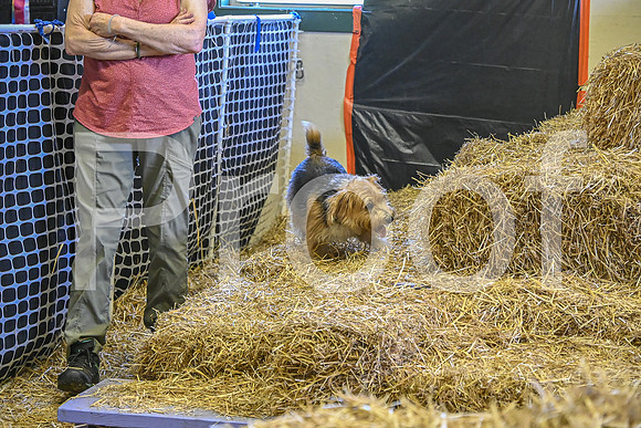 NBP_Barn hunt-335