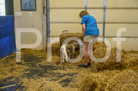 NBP_Barn hunt-253