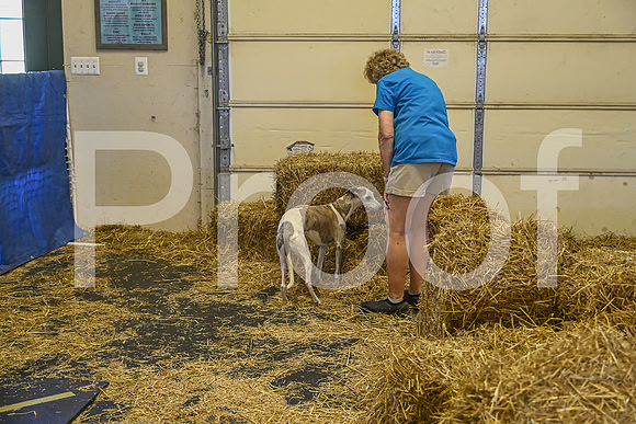 NBP_Barn hunt-253