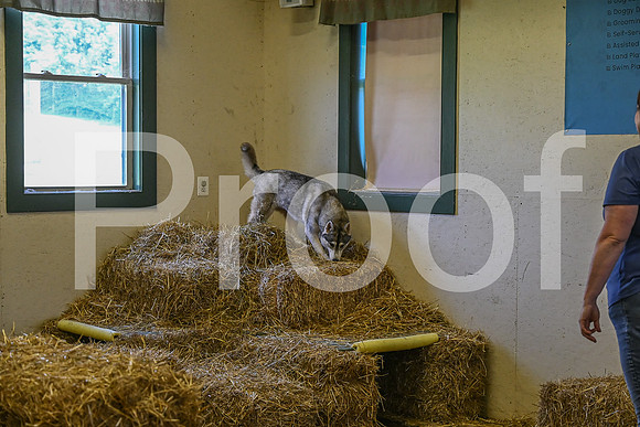 NBP_Barn hunt-227