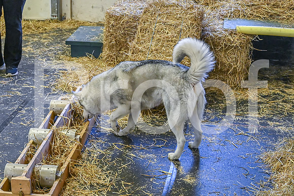 NBP_Barn hunt-26