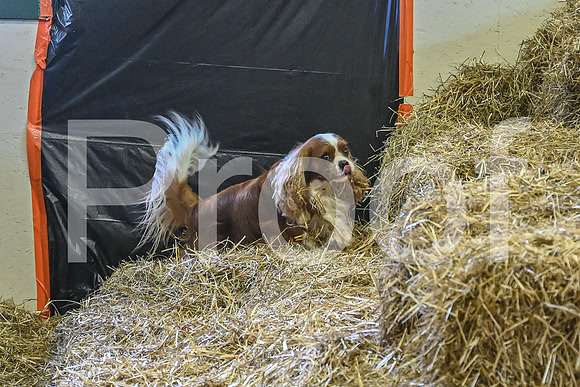 NBP_Barn hunt-34